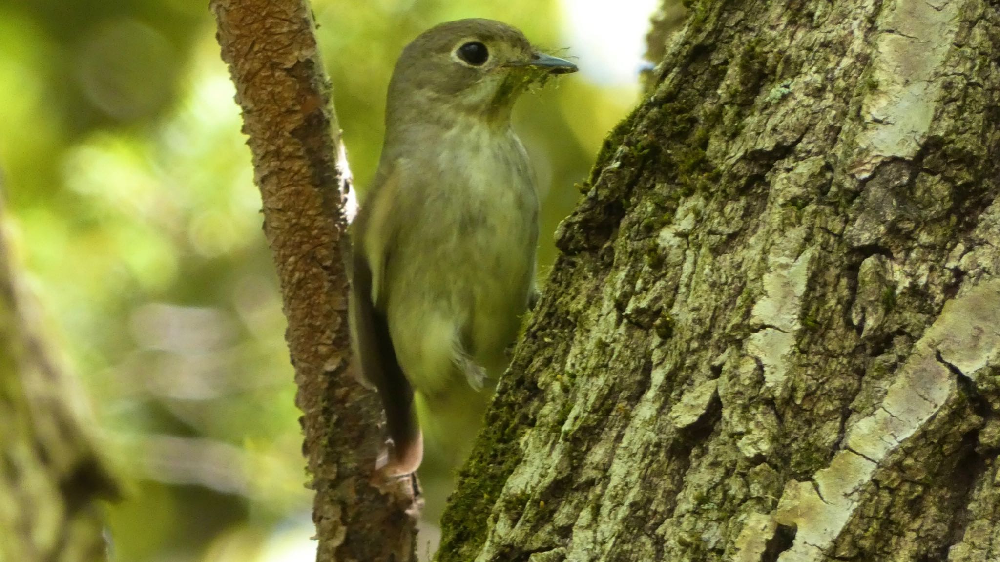 Asian Brown Flycatcher