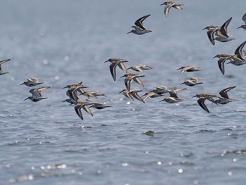 ハマシギ ふなばし三番瀬海浜公園 2024年4月13日(土)