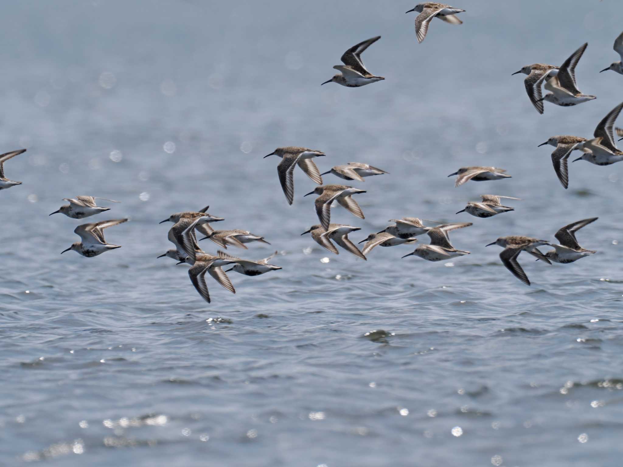 Photo of Dunlin at Sambanze Tideland by ごろぞー