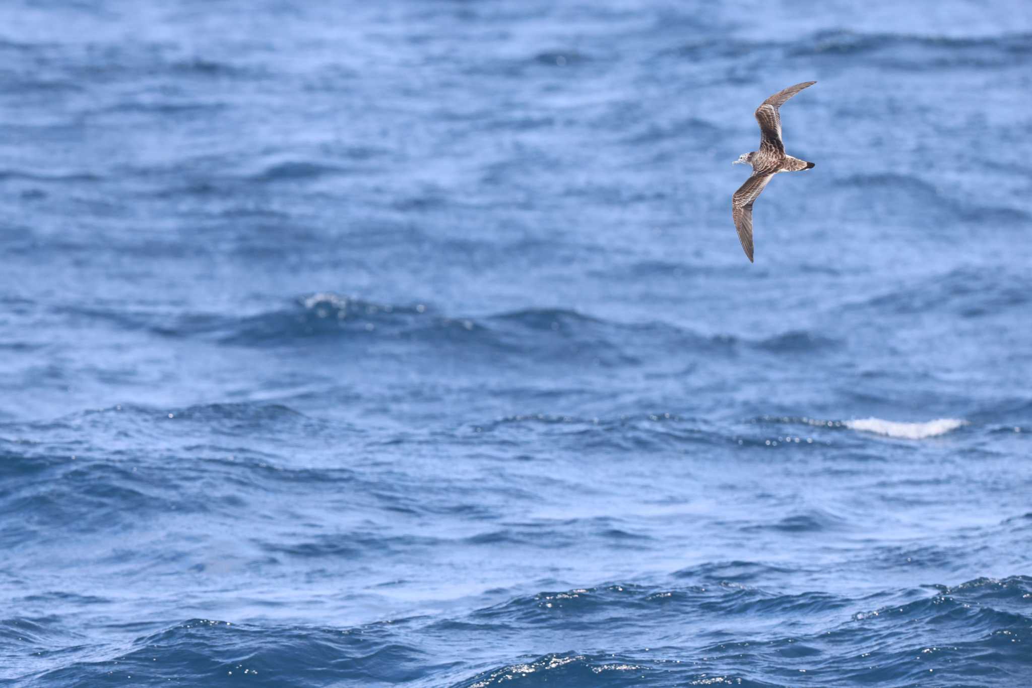 Streaked Shearwater