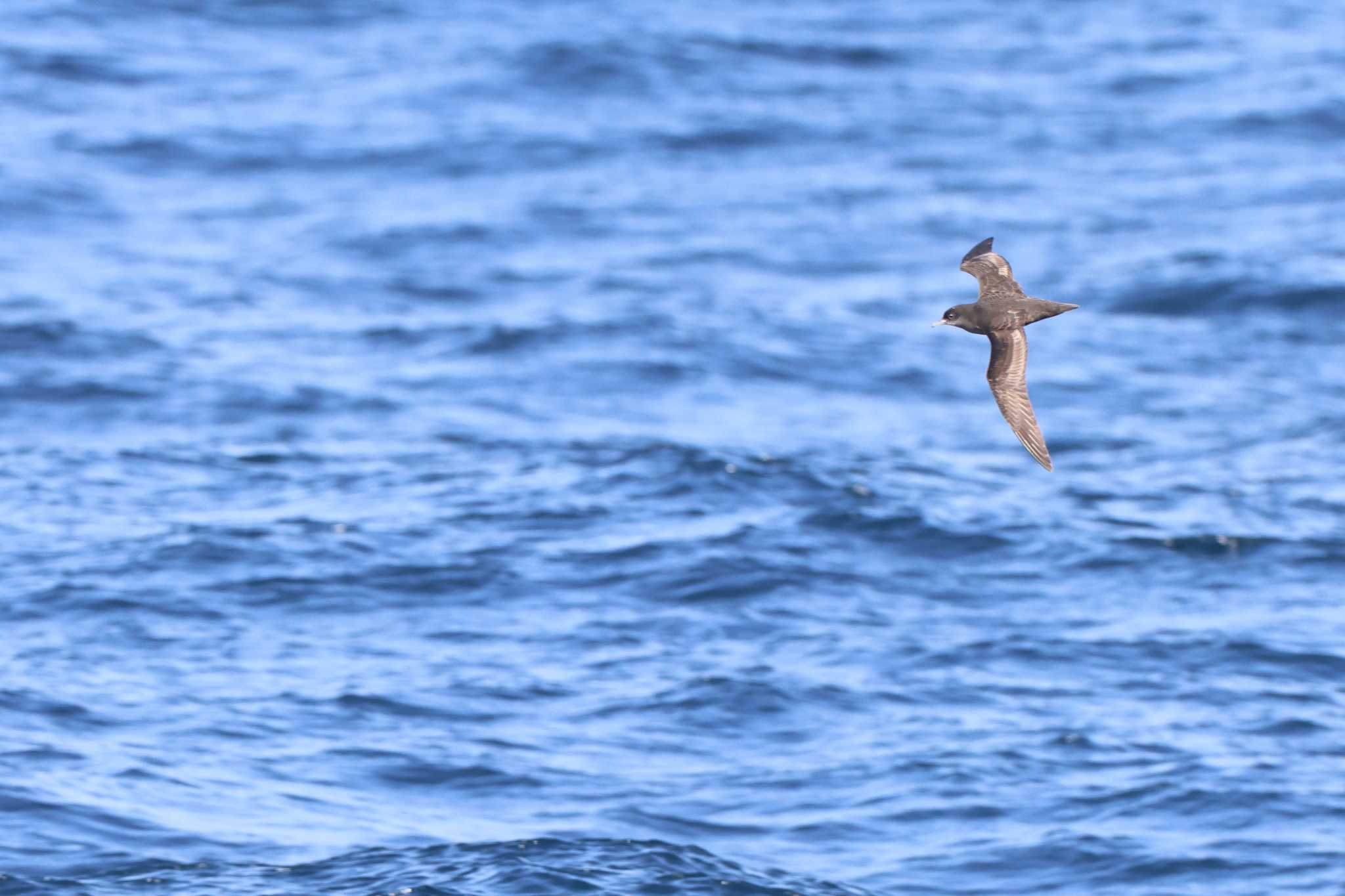 Short-tailed Shearwater