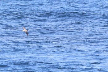 Short-tailed Albatross 八丈島航路 Sun, 4/14/2024