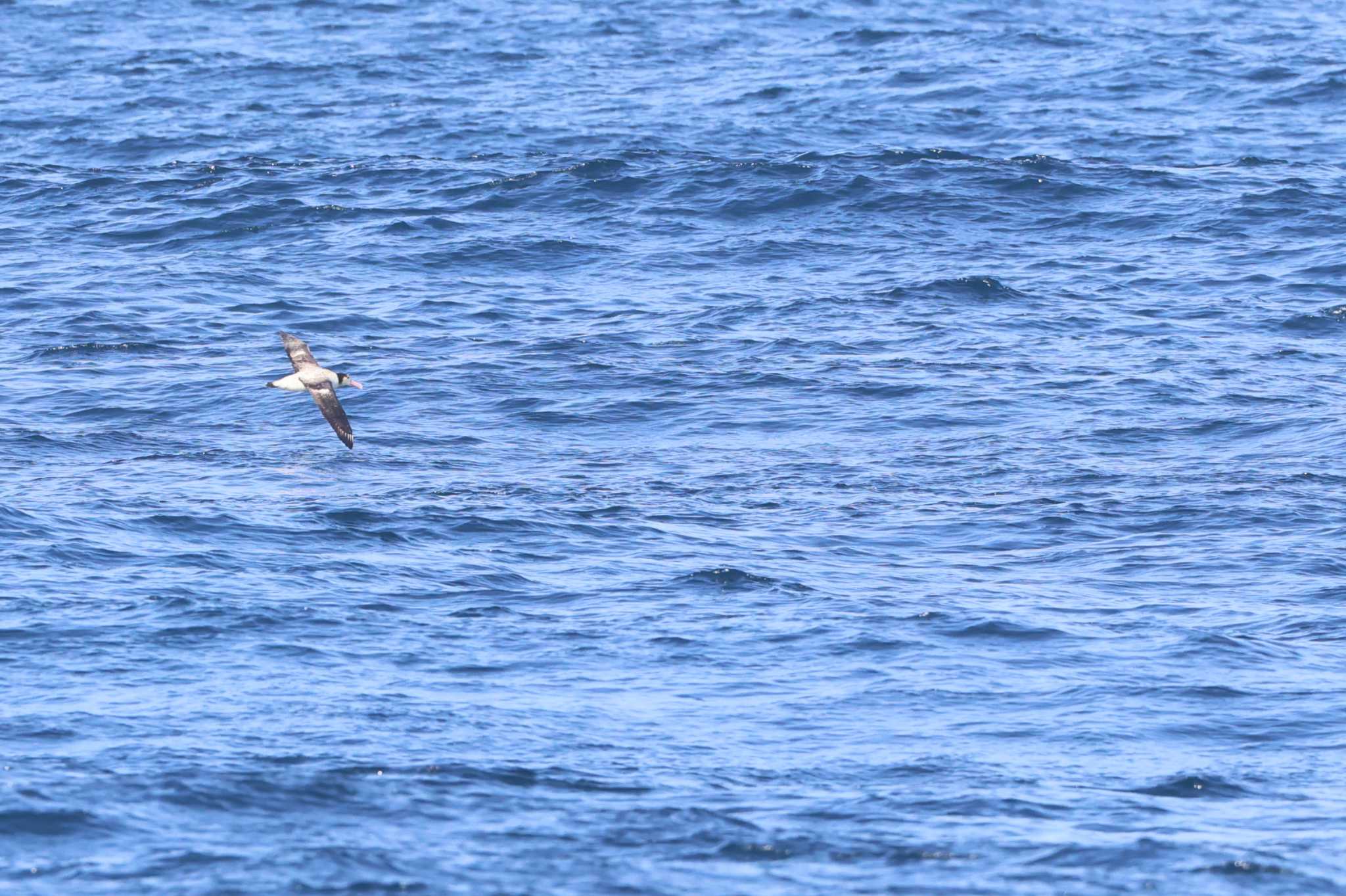 Short-tailed Albatross