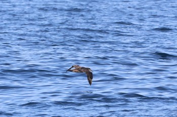 Black-footed Albatross 八丈島航路 Sun, 4/14/2024