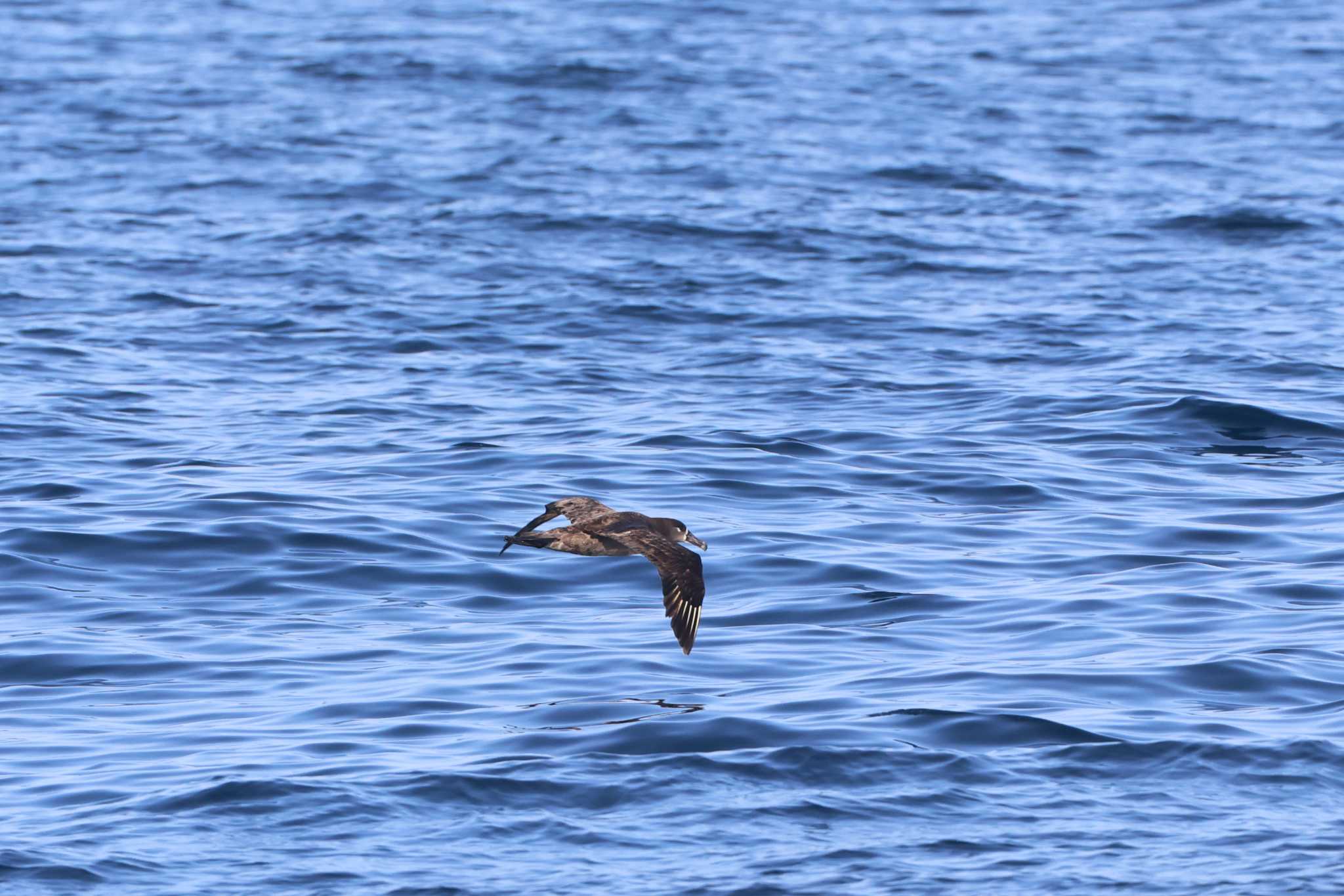 Photo of Black-footed Albatross at 八丈島航路 by bobobobo09