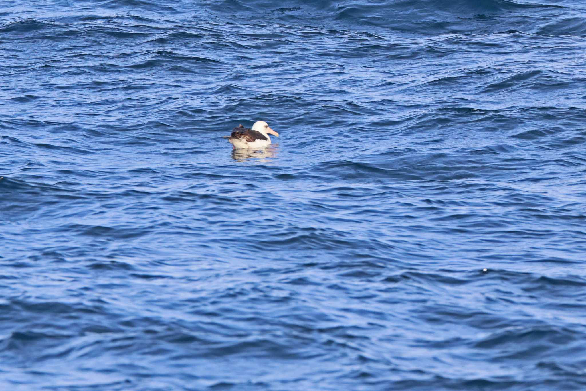 Photo of Laysan Albatross at 八丈島航路 by bobobobo09