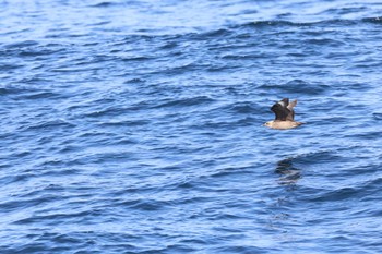 2024年4月14日(日) 八丈島航路の野鳥観察記録