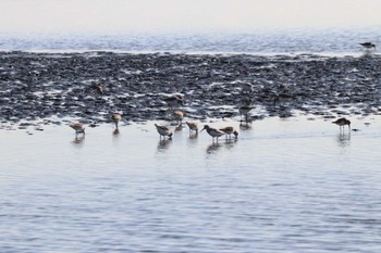 Dunlin Sambanze Tideland Sun, 2/18/2024