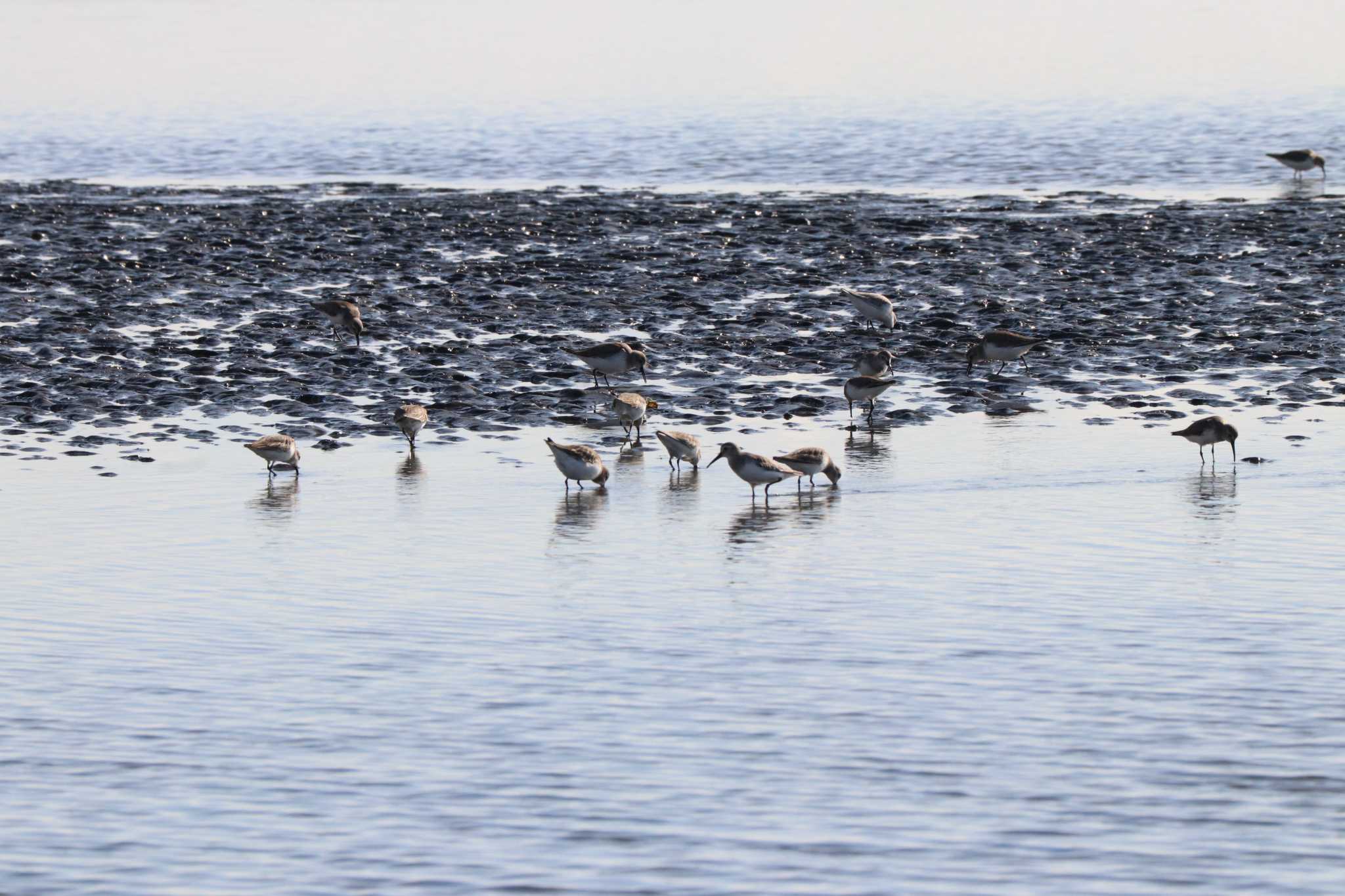 Photo of Dunlin at Sambanze Tideland by バンケン