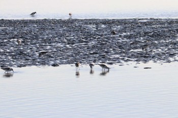 Sanderling Sambanze Tideland Sun, 2/18/2024