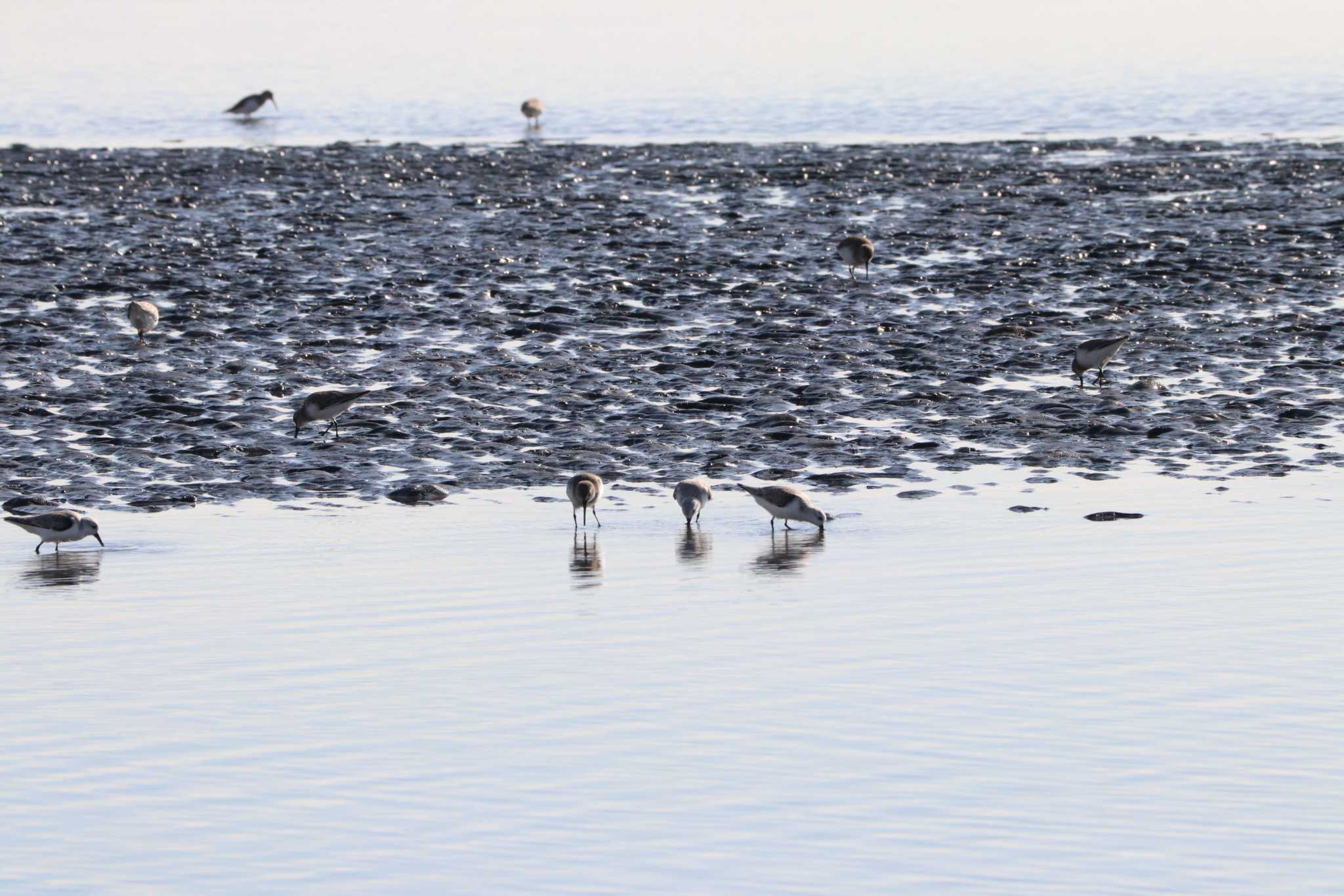 ふなばし三番瀬海浜公園 ミユビシギの写真 by バンケン