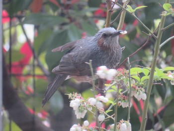 Brown-eared Bulbul Unknown Spots Thu, 4/18/2024