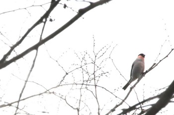 Eurasian Bullfinch Meiji Jingu(Meiji Shrine) Wed, 1/24/2024