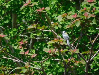 Japanese Tit 平和の森公園、妙正寺川 Fri, 4/19/2024