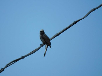 Brown-eared Bulbul 平和の森公園、妙正寺川 Fri, 4/19/2024