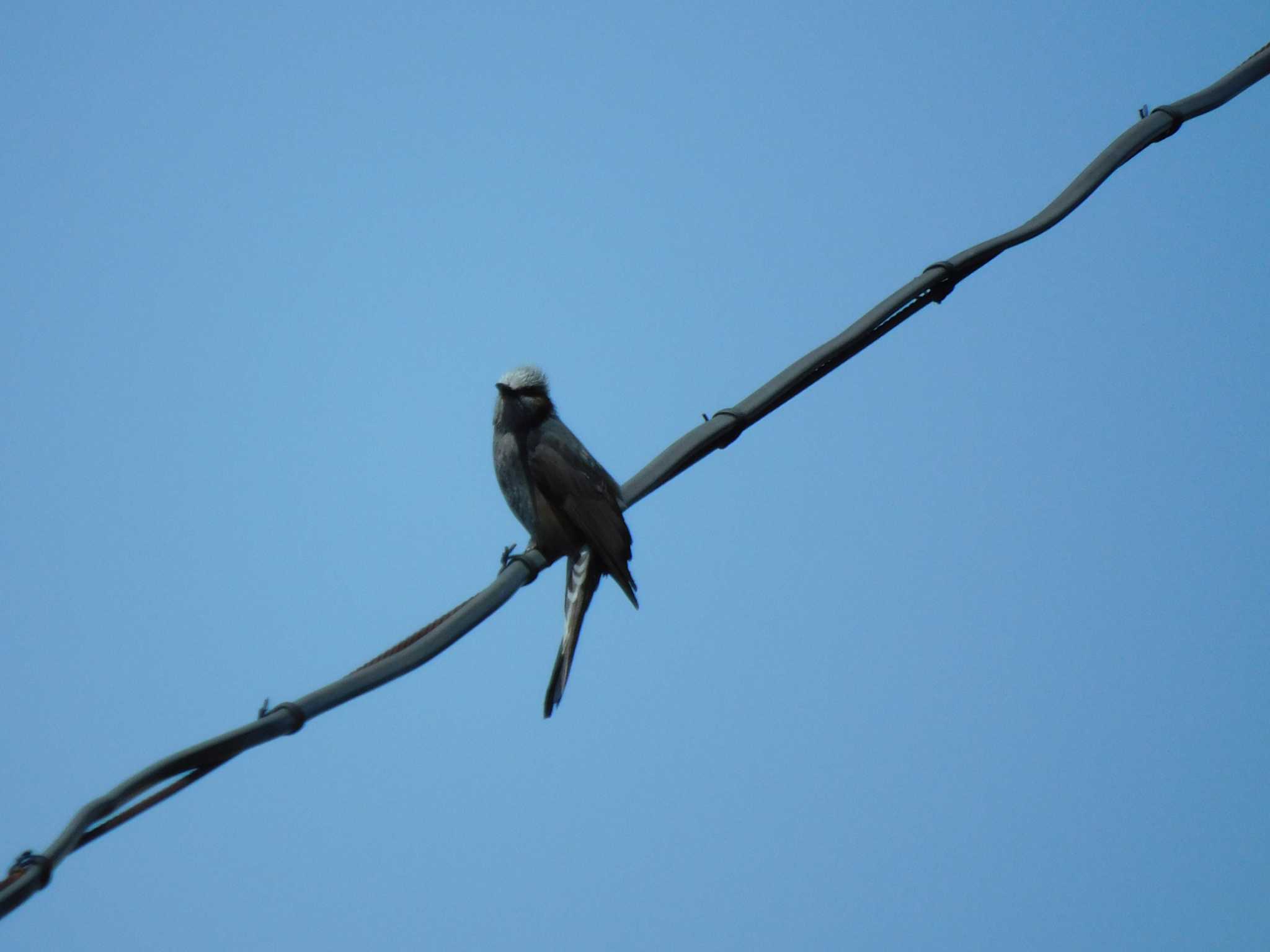 Photo of Brown-eared Bulbul at 平和の森公園、妙正寺川 by morinokotori