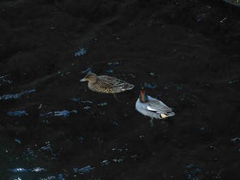 Eurasian Teal 平和の森公園、妙正寺川 Fri, 4/19/2024