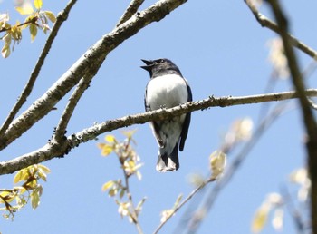 Blue-and-white Flycatcher Hayatogawa Forest Road Fri, 4/19/2024