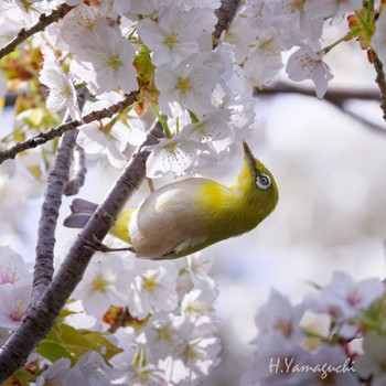 Warbling White-eye 行徳野鳥観察舎付近 Sun, 4/7/2024