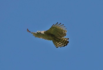 Mountain Hawk-Eagle Unknown Spots Unknown Date