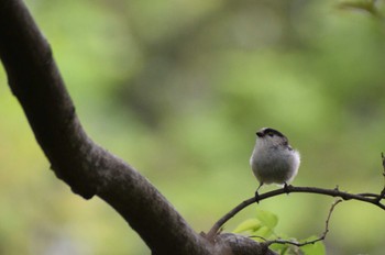 Long-tailed Tit ＭＦ Thu, 4/18/2024