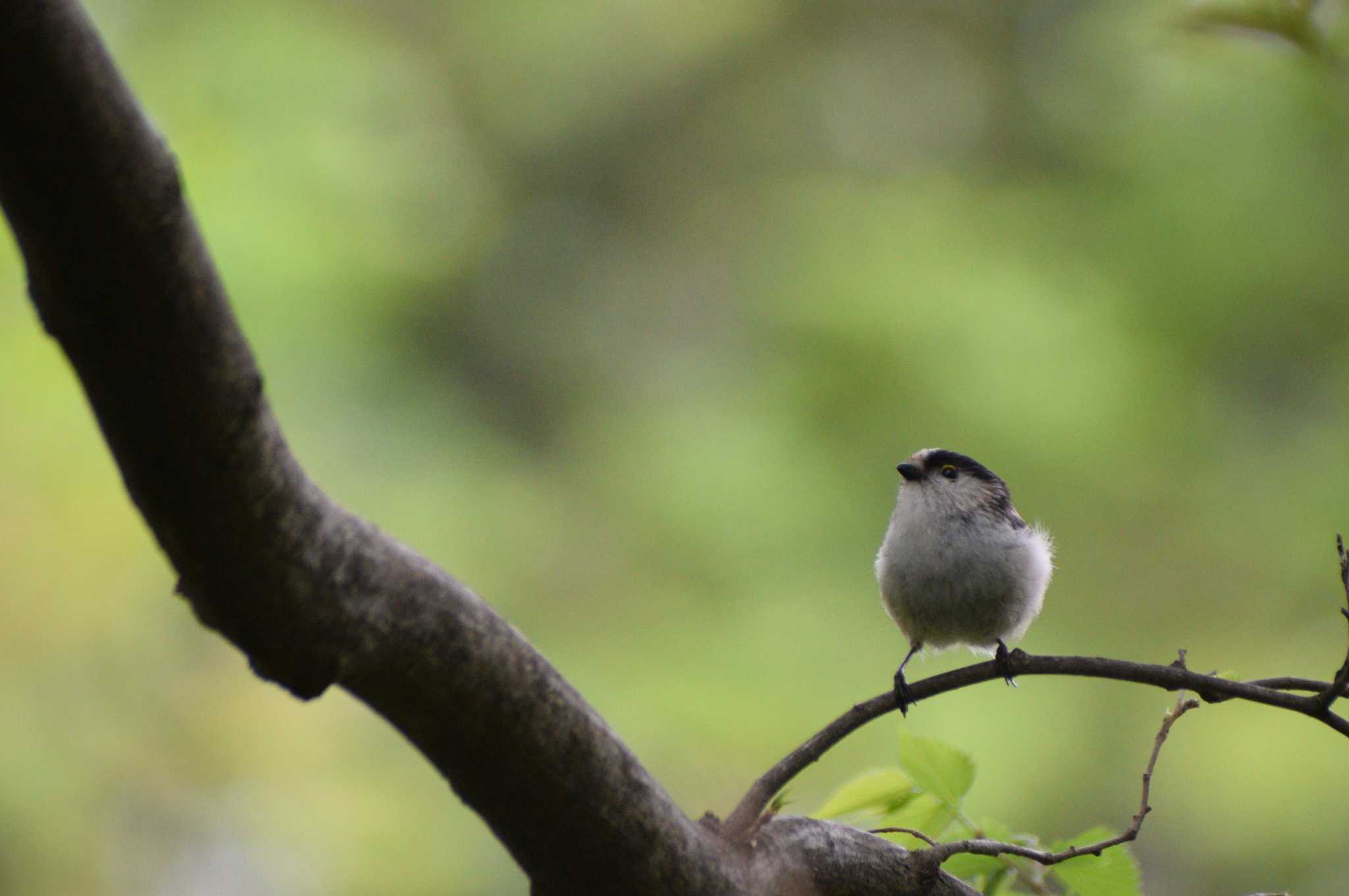 Long-tailed Tit