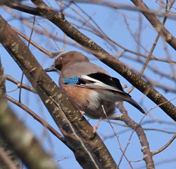 Eurasian Jay 八ヶ岳 Sat, 4/13/2024