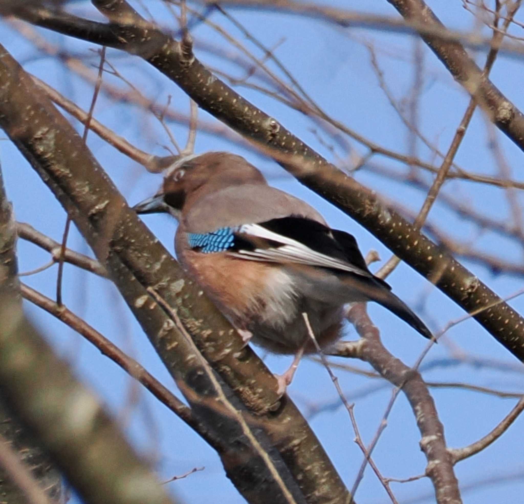 Photo of Eurasian Jay at 八ヶ岳 by Ayako Handa