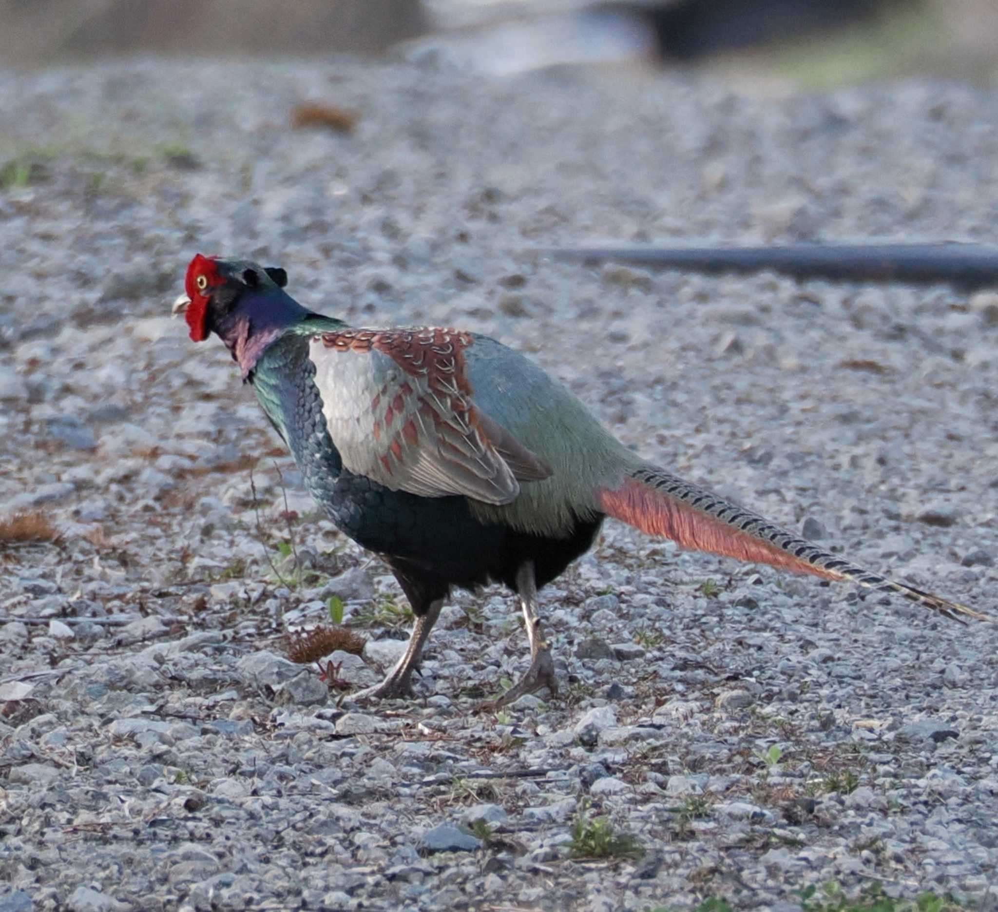 Photo of Green Pheasant at 八ヶ岳 by Ayako Handa