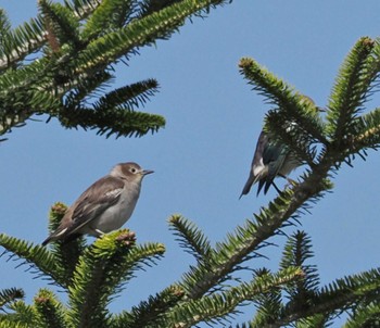 Chestnut-cheeked Starling 八ヶ岳 Sat, 4/13/2024