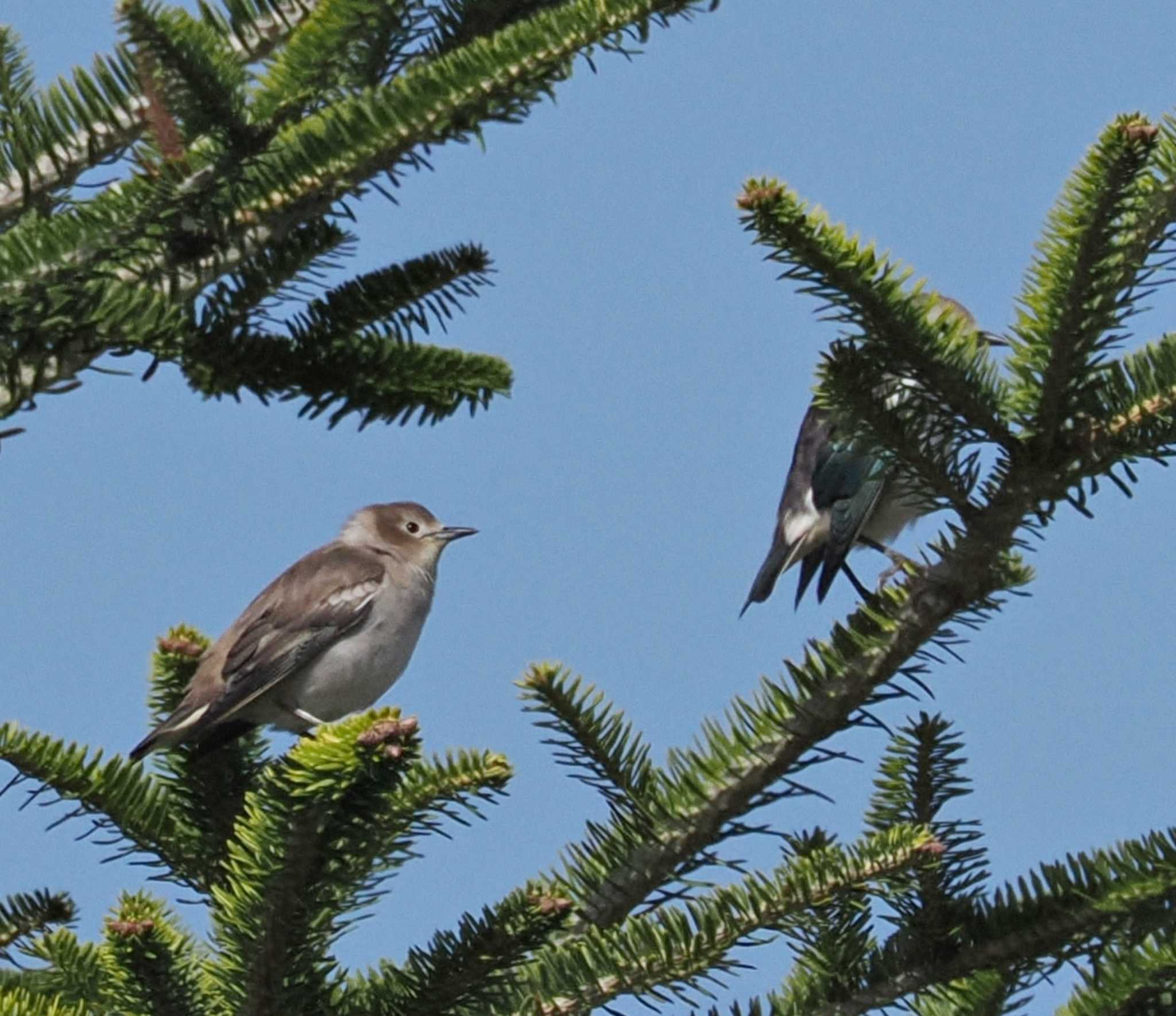 Photo of Chestnut-cheeked Starling at 八ヶ岳 by Ayako Handa