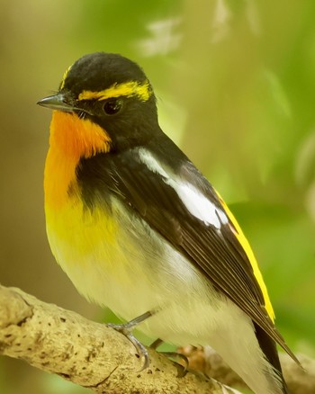 Narcissus Flycatcher Shakujii Park Fri, 4/19/2024