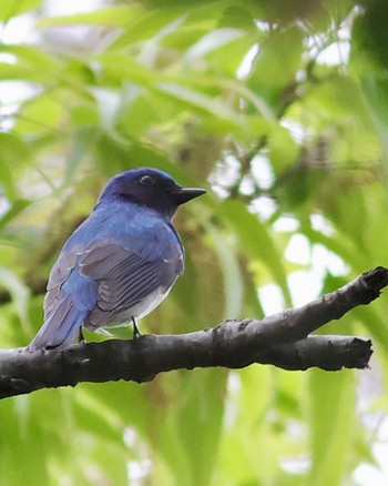 Blue-and-white Flycatcher Shakujii Park Thu, 4/18/2024