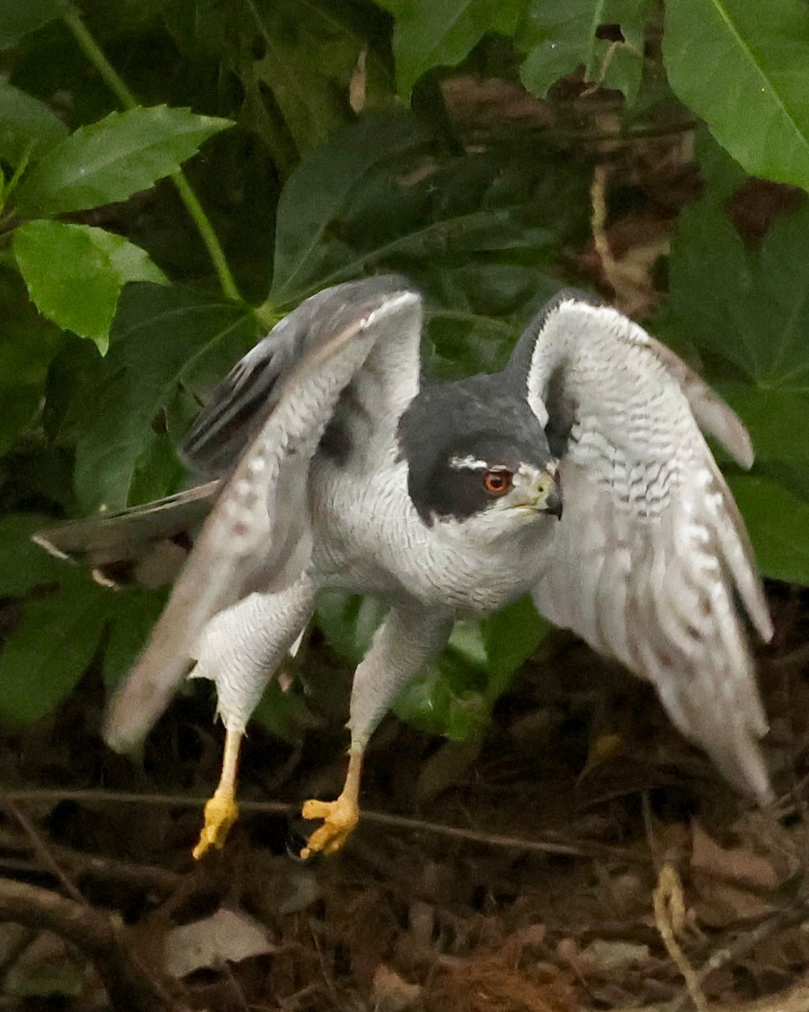 目が真っ赤なオオタカオス、飛び出します！！ by ひよっことりどり