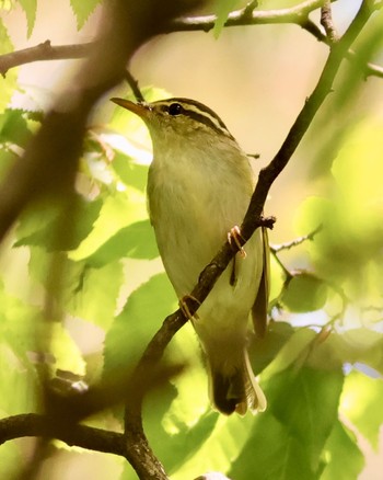 Eastern Crowned Warbler 光ヶ丘公園 Wed, 4/17/2024