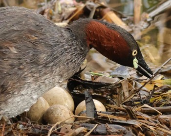 Little Grebe Shakujii Park Wed, 4/17/2024