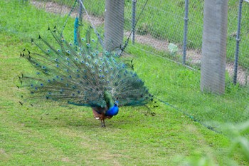 Indian Peafowl Ishigaki Island Sat, 4/6/2024