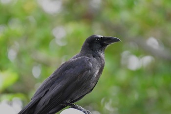 Large-billed Crow(osai) Ishigaki Island Sat, 4/6/2024