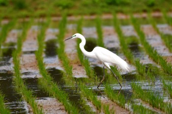 Great Egret(modesta)  Ishigaki Island Sat, 4/6/2024