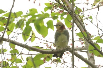 Chestnut-cheeked Starling 京都府八幡市 Thu, 4/18/2024