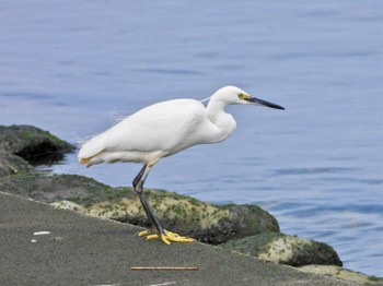 Little Egret 日の出三番瀬沿い緑道 Sun, 4/7/2024