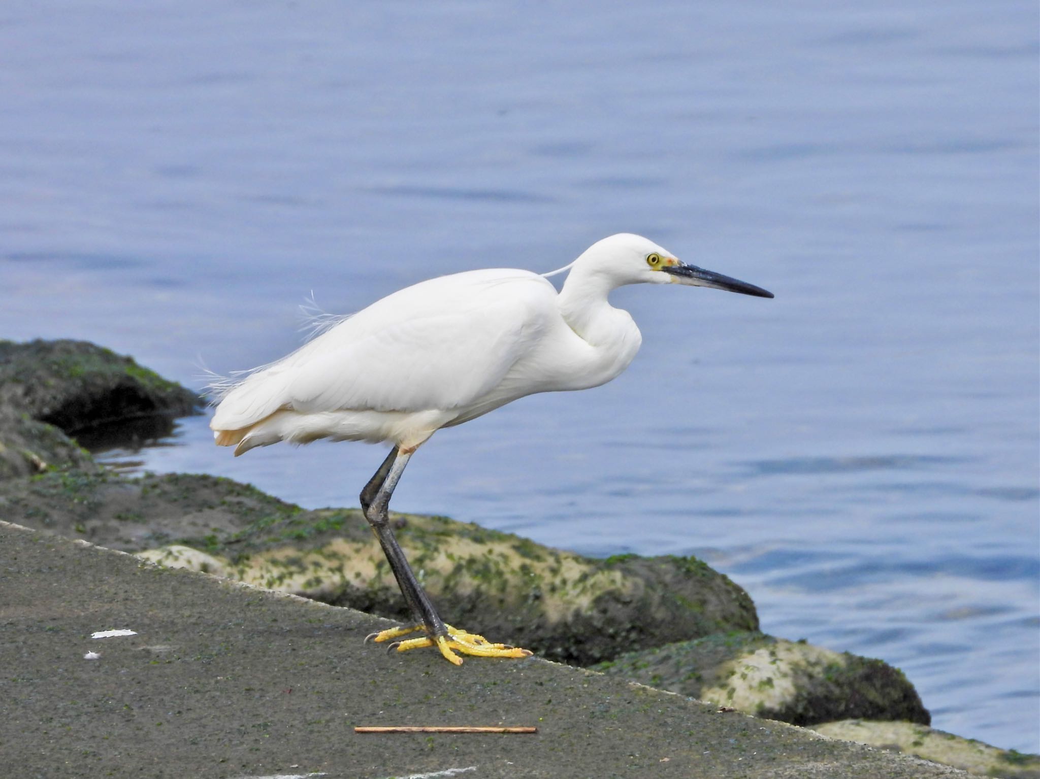 Photo of Little Egret at 日の出三番瀬沿い緑道 by クロやん