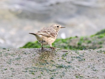 Water Pipit 日の出三番瀬沿い緑道 Sun, 4/7/2024