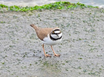 Little Ringed Plover 日の出三番瀬沿い緑道 Sun, 4/7/2024