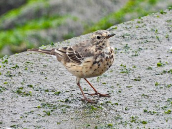 Water Pipit 日の出三番瀬沿い緑道 Sun, 4/7/2024