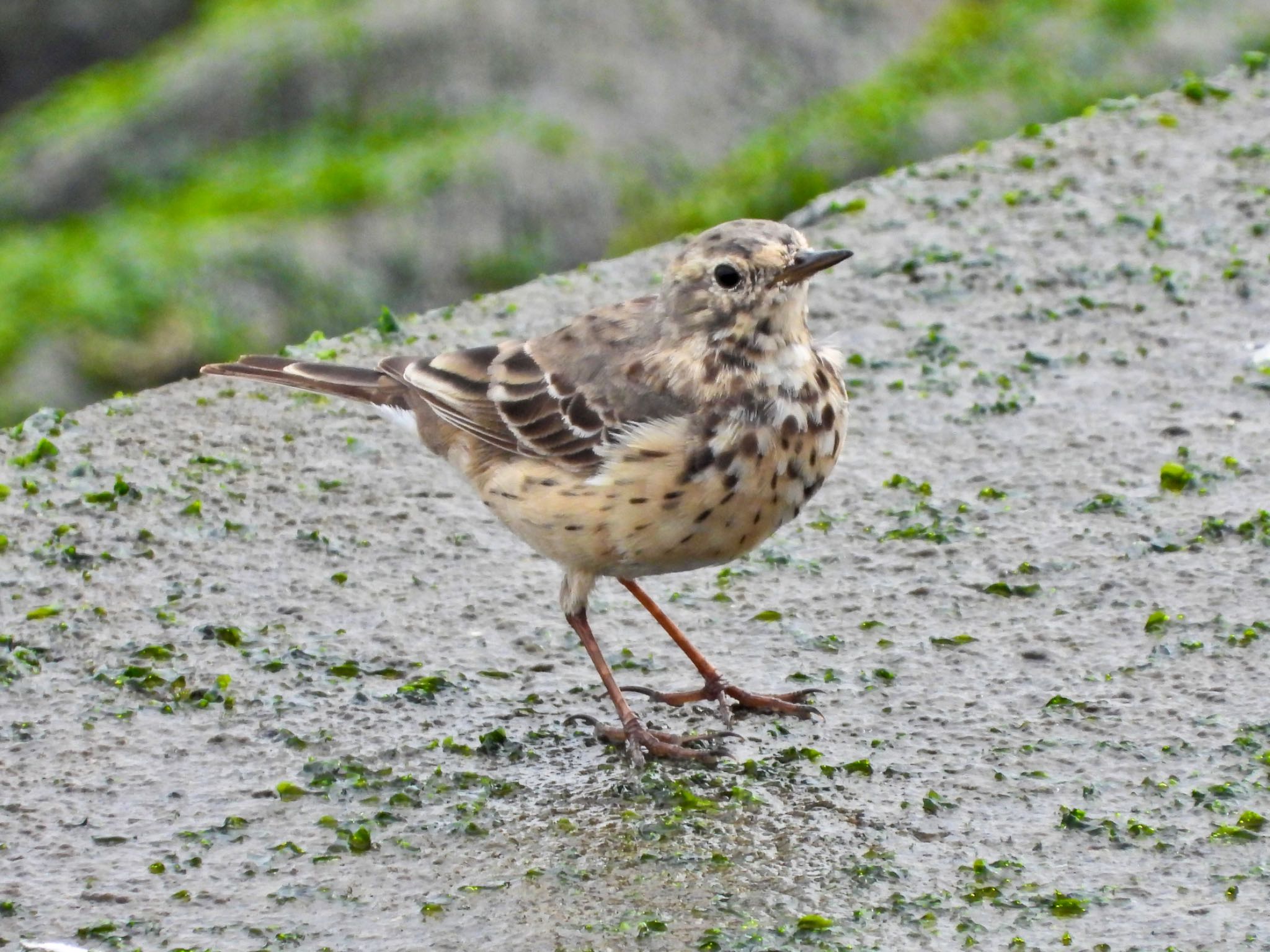 Water Pipit