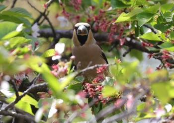 Hawfinch 多摩地区 Mon, 4/15/2024