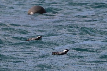 Japanese Murrelet 宮崎県 Tue, 2/27/2024