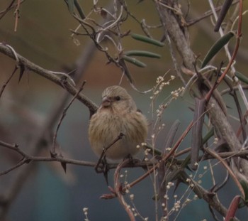 Siberian Long-tailed Rosefinch 盛岡市 Wed, 2/21/2024