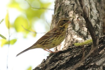 Masked Bunting 祖父江ワイルドネイチャー緑地 Sun, 4/14/2024